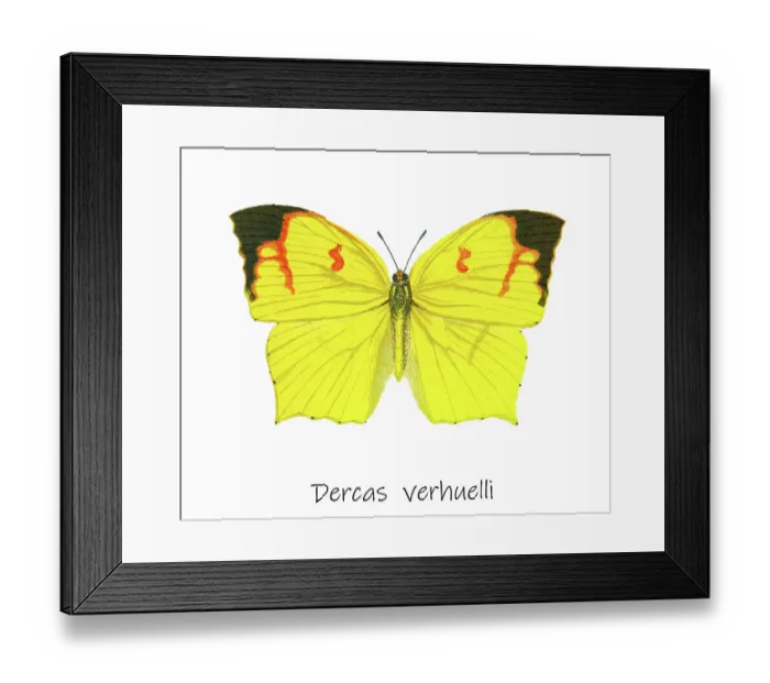 Framed Print : Old lithograph of Entomology, the tailed sulphur (Dercas verhuelli)