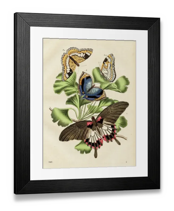 Framed Print : Butterflies Chromolithograph 1868 Framed Print : Butterflies Chromolithograph 1868
