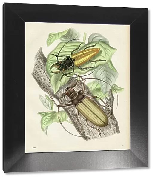 American Beetles Chromolithograph 1868