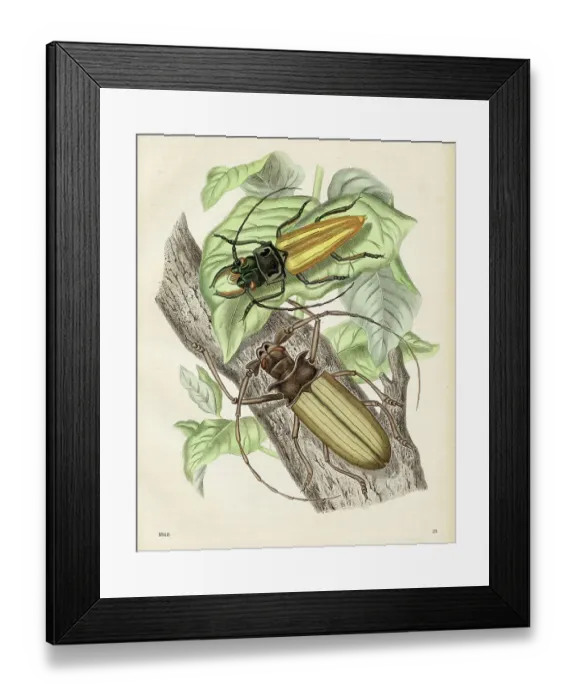 Framed Print : American Beetles Chromolithograph 1868 Framed Print : American Beetles Chromolithograph 1868
