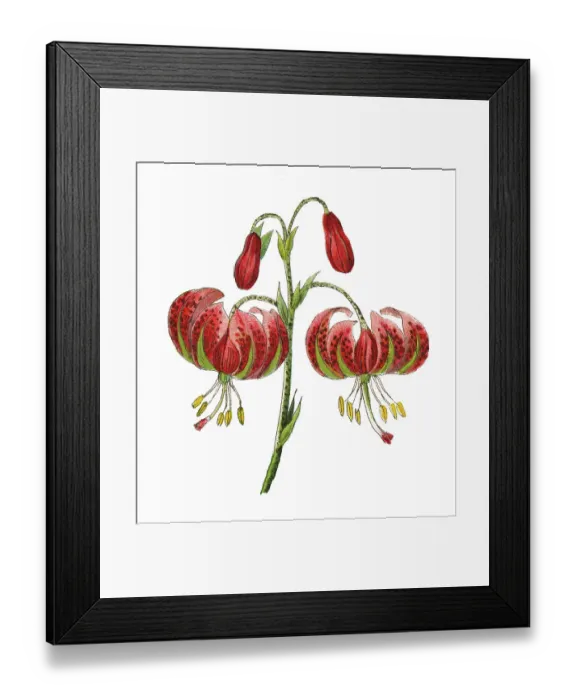 Framed Print : Old chromolithograph illustration of Botany, Turk's cap lily (Lilium martagon) pollinated by Hummingbird hawk-moth (Macroglossum stellatarum) Framed Print : Old chromolithograph illustration of Botany, Turk's cap lily (Lilium martagon) pollinated by Hummingbird hawk-moth (Macroglossum stellatarum)