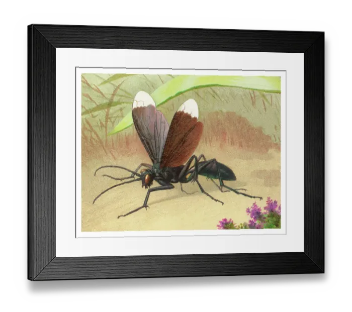 Framed Print : Old chromolithograph illustration of insect, Spider wasp - Pepsis is a genus of spider wasps belonging to the family Pompilidae Framed Print : Old chromolithograph illustration of insect, Spider wasp - Pepsis is a genus of spider wasps belonging to the family Pompilidae