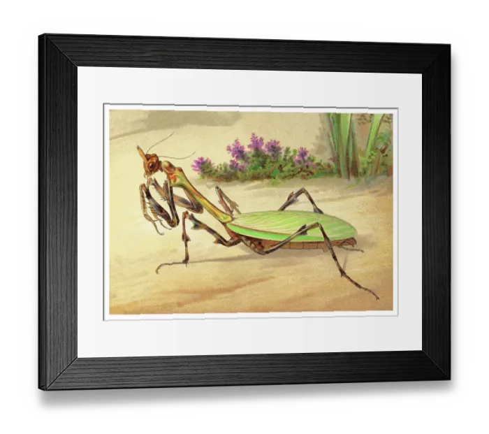 Framed Print : Old chromolithograph illustration of Entomology - Mantis (Zoolea orbus) Framed Print : Old chromolithograph illustration of Entomology - Mantis (Zoolea orbus)