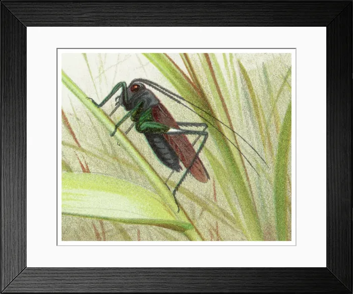 Framed Print : Old chromolithograph of Entomology - katydids or bush crickets Framed Print : Old chromolithograph of Entomology - katydids or bush crickets