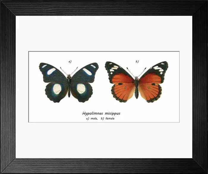Framed Print : Old chromolithograph illustration of tropical brush-footed butterfly - Danaid eggfly, mimic, or diadem butterfly (Hypolimnas misippus) Framed Print : Old chromolithograph illustration of tropical brush-footed butterfly - Danaid eggfly, mimic, or diadem butterfly (Hypolimnas misippus)