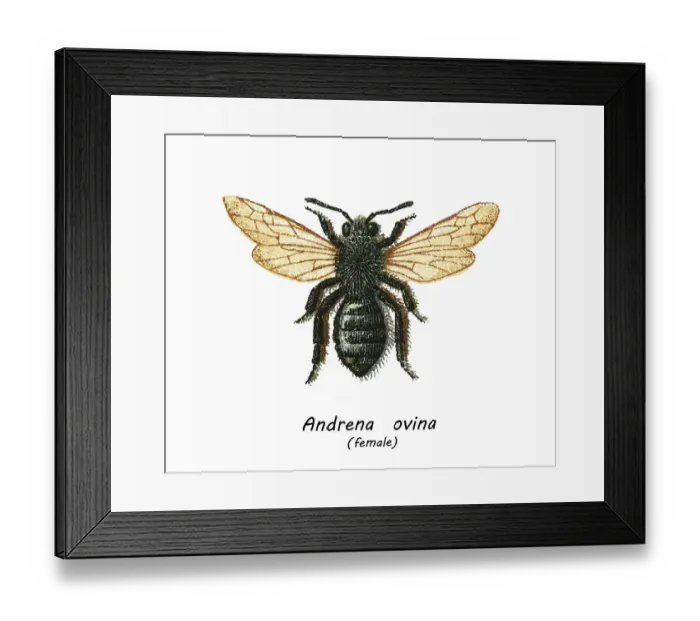 Framed Print : Old chromolithograph illustration of Entomology, grey-backed mining bee (Andrena vaga, Andrena ovina) Framed Print : Old chromolithograph illustration of Entomology, grey-backed mining bee (Andrena vaga, Andrena ovina)