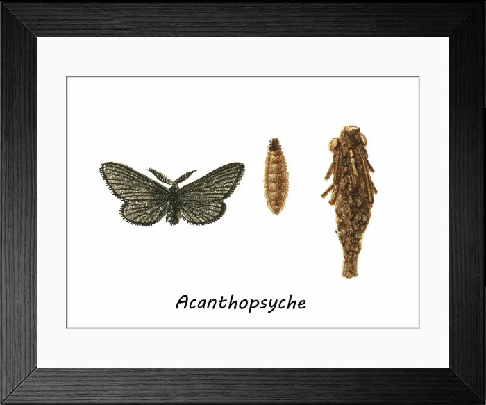 Framed Print : Old chromolithograph of Entomology, Bagworm moth, Acanthopsyche, genus of moths in the Psychidae family Framed Print : Old chromolithograph of Entomology, Bagworm moth, Acanthopsyche, genus of moths in the Psychidae family