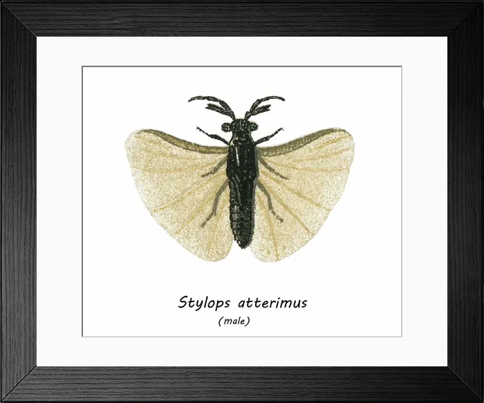 Framed Print : Old chromolithograph illustration of Entomology, Stylops aterrimus Framed Print : Old chromolithograph illustration of Entomology, Stylops aterrimus