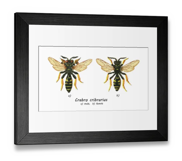Framed Print : Old chromolithograph illustration of insect, slender bodied digger wasp (Crabro cribrarius) Framed Print : Old chromolithograph illustration of insect, slender bodied digger wasp (Crabro cribrarius)