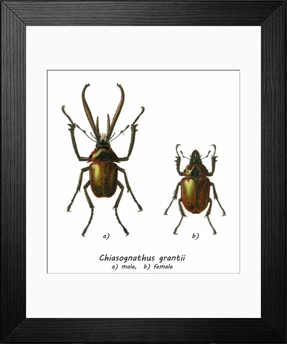 Framed Print : Old chromolithograph illustration of the Darwin's beetle, Grant's stag beetle, or the Chilean stag beetle (Chiasognathus grantii) Framed Print : Old chromolithograph illustration of the Darwin's beetle, Grant's stag beetle, or the Chilean stag beetle (Chiasognathus grantii)