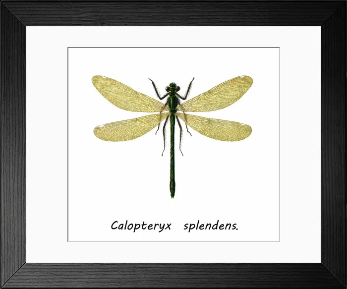 Framed Print : Old chromolithograph of Entomology, the banded demoiselle (Calopteryx splendens) Framed Print : Old chromolithograph of Entomology, the banded demoiselle (Calopteryx splendens)