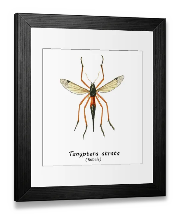 Framed Print : Old chromolithograph illustration of true crane flies (Tanyptera atrata)