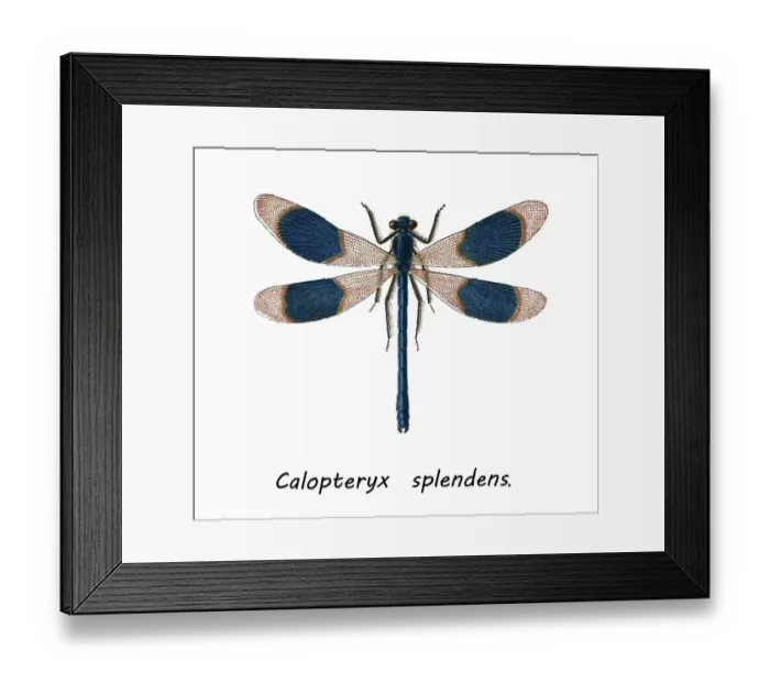 Framed Print : Old chromolithograph of Entomology, the banded demoiselle (Calopteryx splendens) Framed Print : Old chromolithograph of Entomology, the banded demoiselle (Calopteryx splendens)