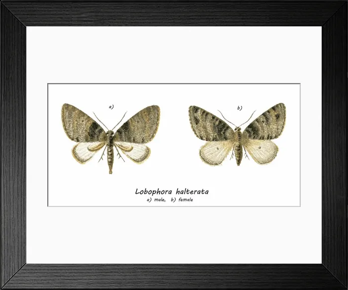 Framed Print : Old chromolithograph illustration of seraphim, moth of the family Geometridae (Lobophora halterata) Framed Print : Old chromolithograph illustration of seraphim, moth of the family Geometridae (Lobophora halterata)
