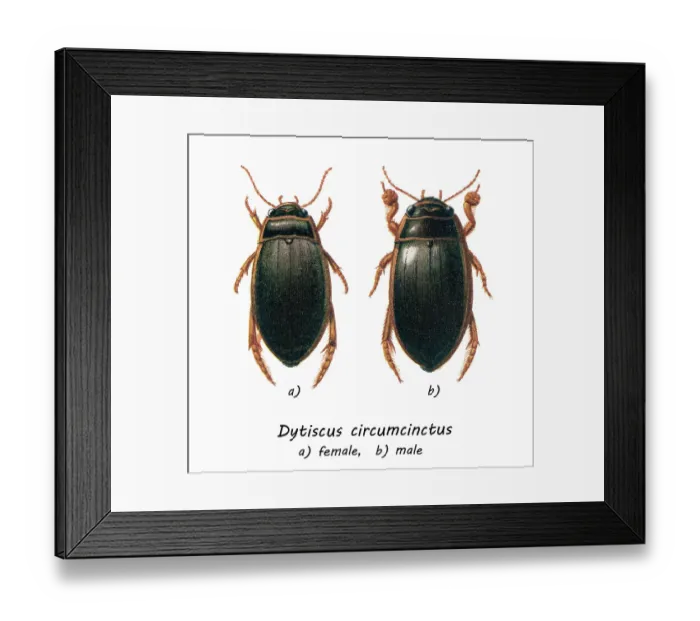 Framed Print : Old chromolithograph of Entomology, Beetles - Great diving beetle, Dytiscus circumcinctus Framed Print : Old chromolithograph of Entomology, Beetles - Great diving beetle, Dytiscus circumcinctus