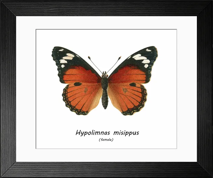 Framed Print : Old chromolithograph illustration of tropical brush-footed butterfly - Danaid eggfly, mimic, or diadem butterfly (Hypolimnas misippus) Framed Print : Old chromolithograph illustration of tropical brush-footed butterfly - Danaid eggfly, mimic, or diadem butterfly (Hypolimnas misippus)