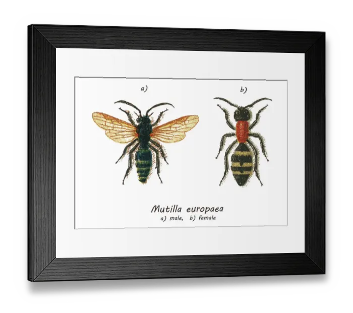 Framed Print : Old chromolithograph illustration of large velvet ant (Mutilla europaea)