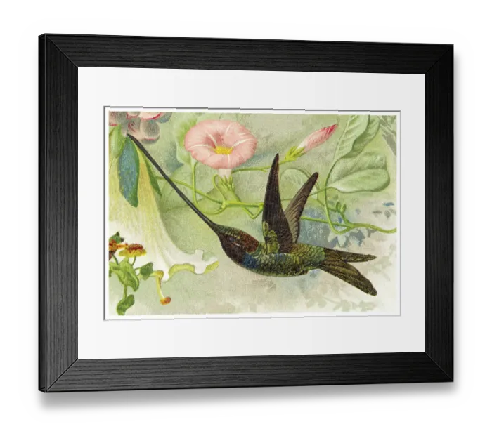 Framed Print : Old chromolithograph illustration of hummingbird - The sword-billed hummingbird (Ensifera ensifera) Framed Print : Old chromolithograph illustration of hummingbird - The sword-billed hummingbird (Ensifera ensifera)