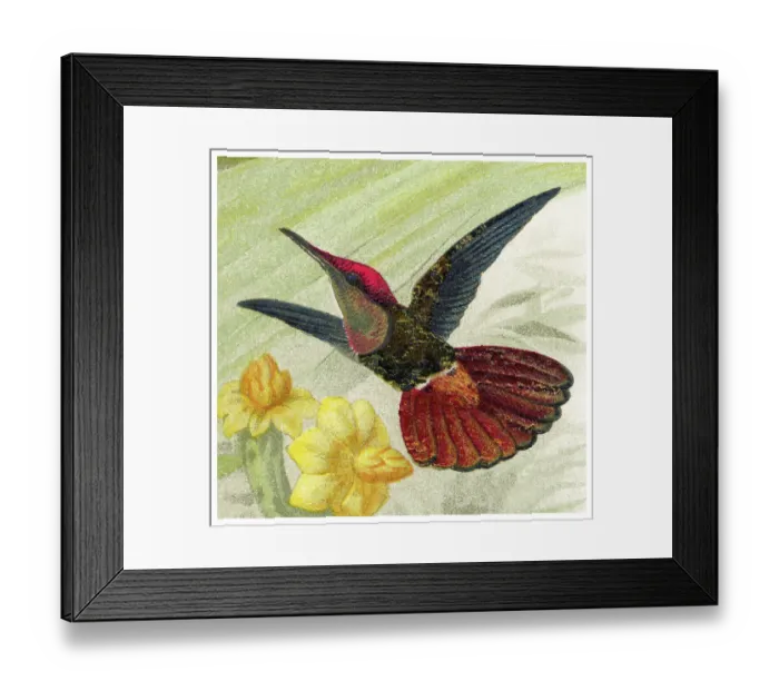 Framed Print : Old chromolithograph illustration of hummingbird - The ruby-topaz hummingbird (Chrysolampis mosquitus)