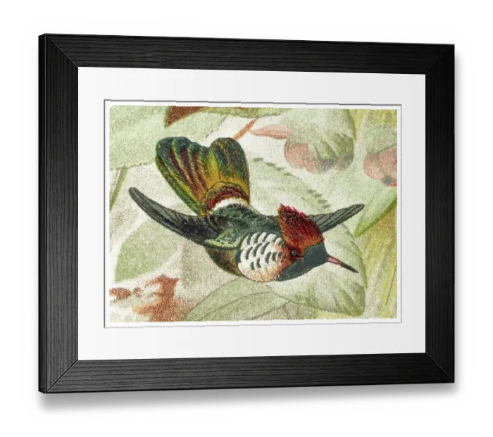 Framed Print : Old chromolithograph illustration of hummingbird - The frilled coquette (Lophornis magnificus)