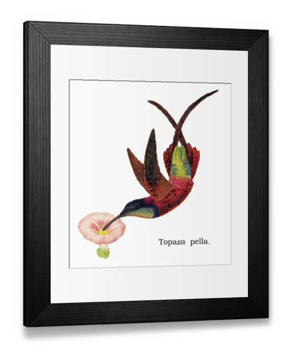 Framed Print : Old chromolithograph illustration of hummingbird - The crimson topaz (Topaza pella) Framed Print : Old chromolithograph illustration of hummingbird - The crimson topaz (Topaza pella)