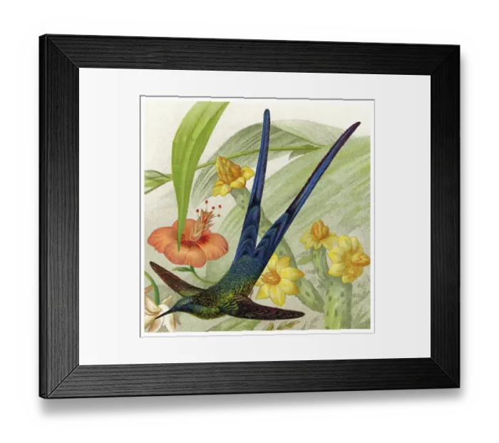 Framed Print : Old chromolithograph illustration of hummingbird - Cynanthus is a genus of hummingbird in the family Trochilidae Framed Print : Old chromolithograph illustration of hummingbird - Cynanthus is a genus of hummingbird in the family Trochilidae