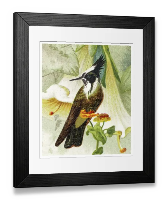 Framed Print : Old chromolithograph illustration of hummingbird - The white-bearded helmetcrest (Oxypogon lindenii)