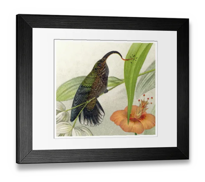 Framed Print : Old chromolithograph illustration of hummingbird - The white-tipped sicklebill (Eutoxeres aquila) Framed Print : Old chromolithograph illustration of hummingbird - The white-tipped sicklebill (Eutoxeres aquila)