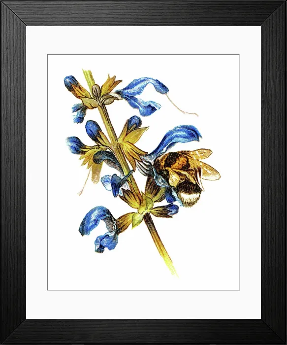 Framed Print : Old chromolithograph illustration of bumblebee