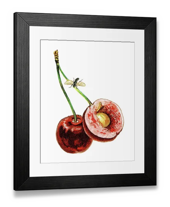 Framed Print : Old chromolithograph illustration of insect - cherry fruit fly (Rhagoletis cerasi) Framed Print : Old chromolithograph illustration of insect - cherry fruit fly (Rhagoletis cerasi)