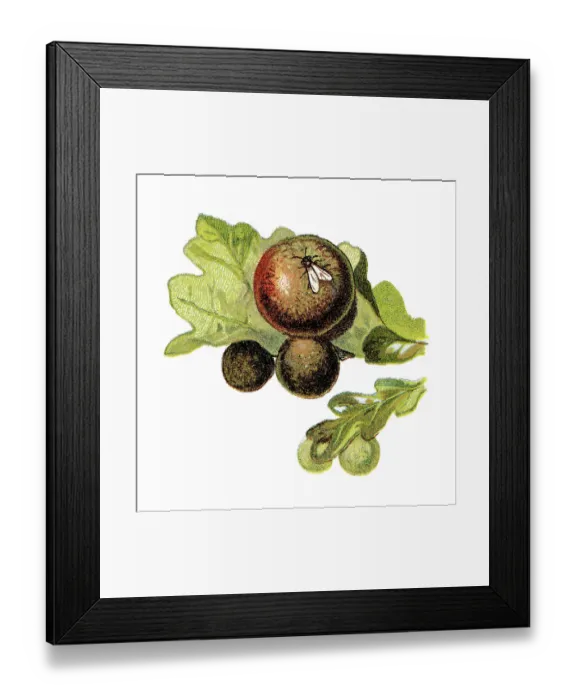 Framed Print : Old chromolithograph illustration of insect - Gall wasp Framed Print : Old chromolithograph illustration of insect - Gall wasp
