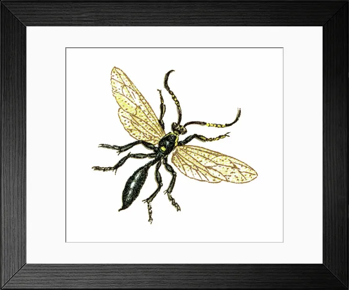 Framed Print : Old chromolithograph illustration of hover fly Framed Print : Old chromolithograph illustration of hover fly