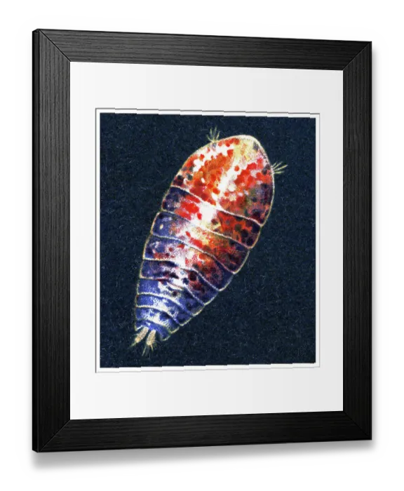 Framed Print : Old chromolithograph illustration of Crustaceans - Sapphirina ovatolanceolata Framed Print : Old chromolithograph illustration of Crustaceans - Sapphirina ovatolanceolata
