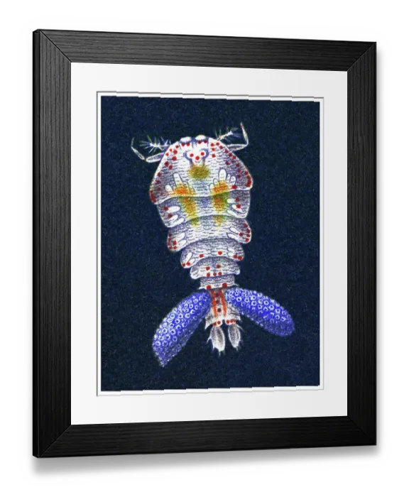 Framed Print : Old chromolithograph illustration of Crustaceans - Sapphirina auronitens Framed Print : Old chromolithograph illustration of Crustaceans - Sapphirina auronitens