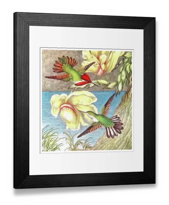 Framed Print : Old chromolithograph illustration of hummingbirds Framed Print : Old chromolithograph illustration of hummingbirds
