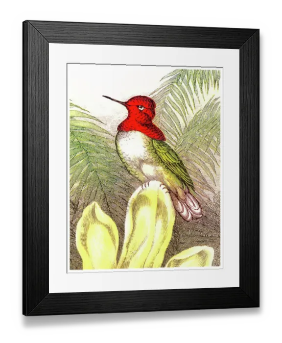 Framed Print : Old chromolithograph illustration of Anna's Hummingbird (Selasphorus floresii) Framed Print : Old chromolithograph illustration of Anna's Hummingbird (Selasphorus floresii)