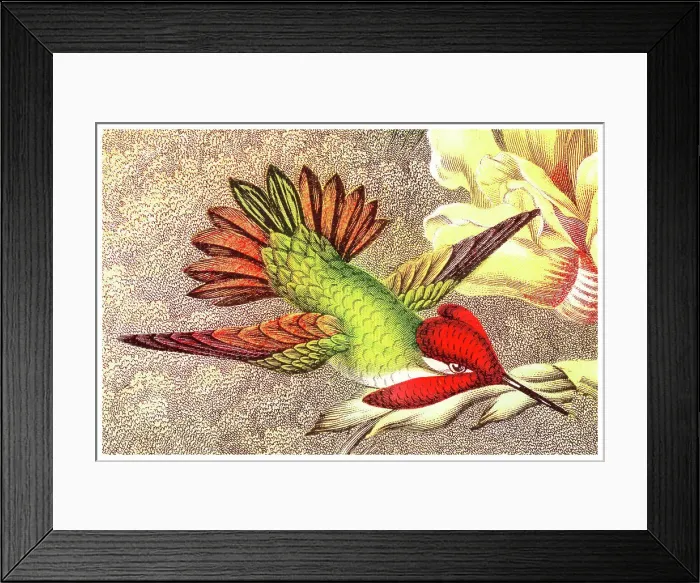 Framed Print : Old chromolithograph illustration of Anna's Hummingbird (Selasphorus floresii) Framed Print : Old chromolithograph illustration of Anna's Hummingbird (Selasphorus floresii)