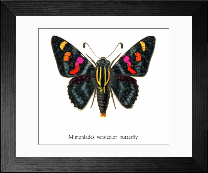 Framed Print : Old chromolithograph illustration of Mimoniades versicolor butterfly Framed Print : Old chromolithograph illustration of Mimoniades versicolor butterfly