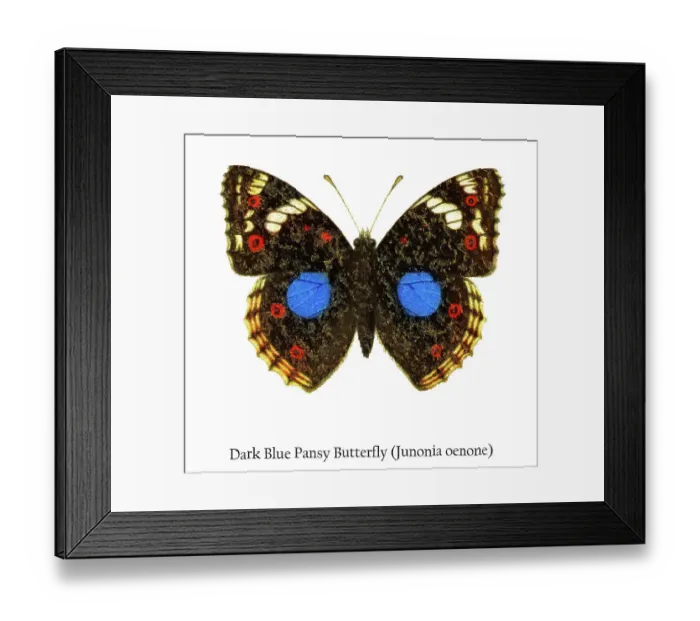 Framed Print : Old chromolithograph illustration of Dark Blue Pansy Butterfly (Junonia oenone) Framed Print : Old chromolithograph illustration of Dark Blue Pansy Butterfly (Junonia oenone)