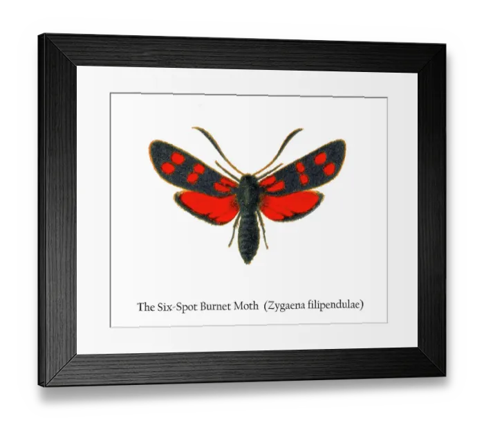 Framed Print : Old chromolithograph illustration of the Six-Spot Burnet Moth (Zygaena filipendulae) Framed Print : Old chromolithograph illustration of the Six-Spot Burnet Moth (Zygaena filipendulae)
