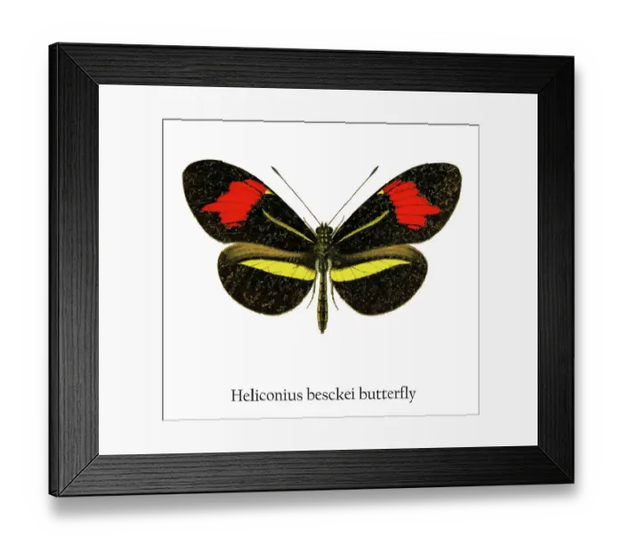 Framed Print : Old chromolithograph illustration of Heliconius besckei butterfly Framed Print : Old chromolithograph illustration of Heliconius besckei butterfly