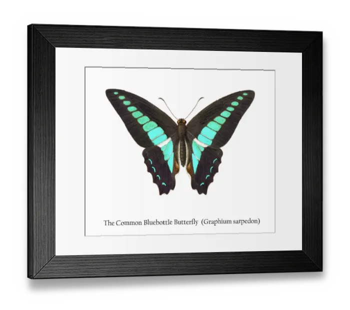 Framed Print : Old chromolithograph illustration of the Common Bluebottle Butterfly (Graphium sarpedon) Framed Print : Old chromolithograph illustration of the Common Bluebottle Butterfly (Graphium sarpedon)