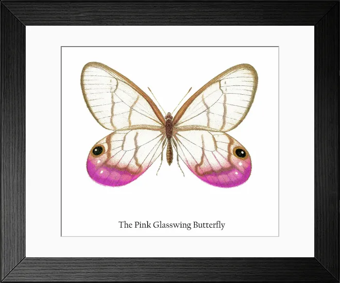 Framed Print : Old chromolithograph illustration of the Pink Glasswing Butterfly Framed Print : Old chromolithograph illustration of the Pink Glasswing Butterfly