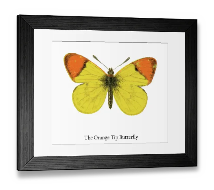 Framed Print : Old chromolithograph illustration of the Orange Tip Butterfly Framed Print : Old chromolithograph illustration of the Orange Tip Butterfly