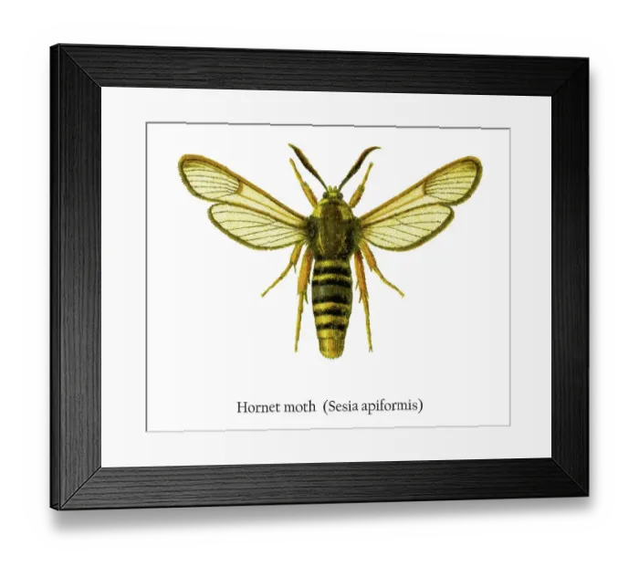 Framed Print : Old chromolithograph illustration of Hornet moth (Sesia apiformis) Framed Print : Old chromolithograph illustration of Hornet moth (Sesia apiformis)