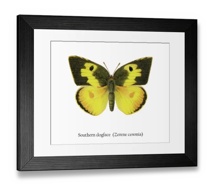 Framed Print : Old chromolithograph illustration of Southern Dogface Butterfly (Zerene cesonia) Framed Print : Old chromolithograph illustration of Southern Dogface Butterfly (Zerene cesonia)