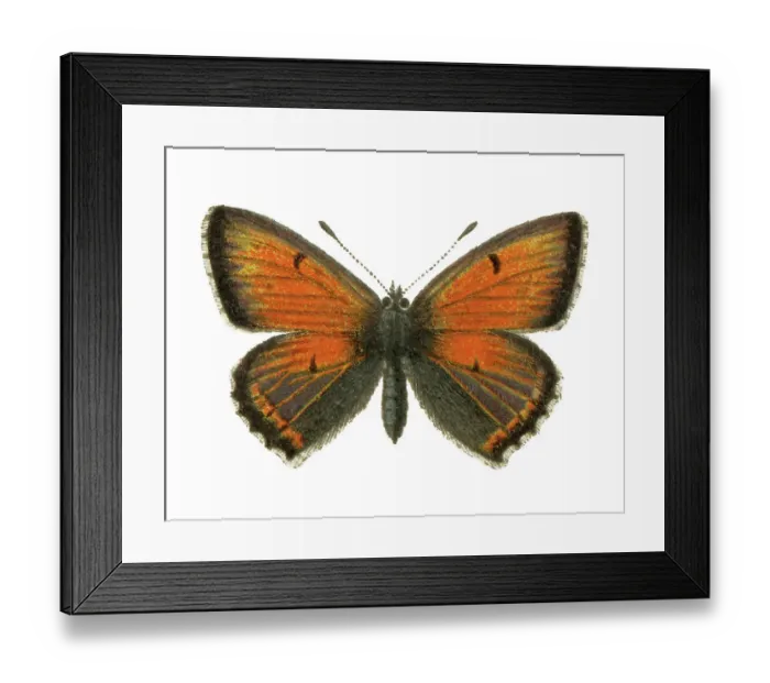 Framed Print : Old chromolithograph illustration of Purple-edged copper butterfly (Lycaena hippothoe) Framed Print : Old chromolithograph illustration of Purple-edged copper butterfly (Lycaena hippothoe)