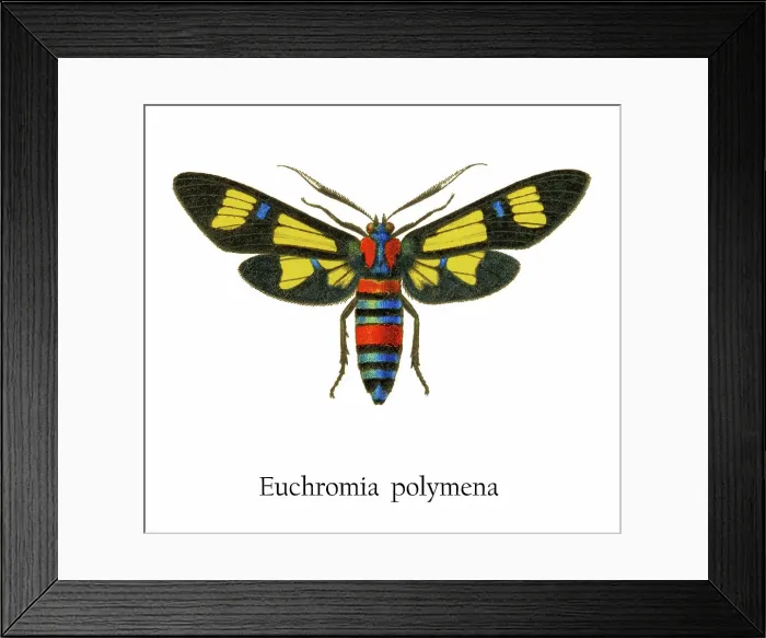 Framed Print : Old chromolithograph illustration of Euchromia polymena butterfly Framed Print : Old chromolithograph illustration of Euchromia polymena butterfly