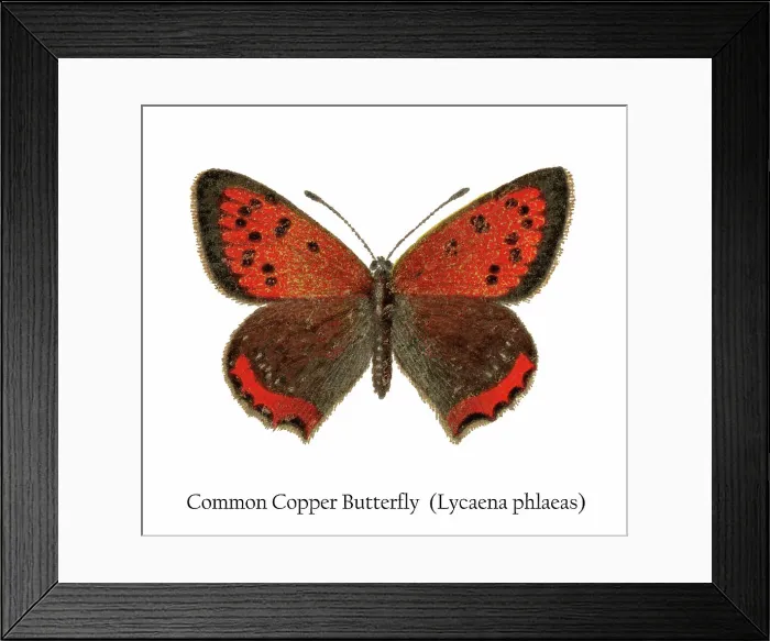 Framed Print : Old chromolithograph illustration of Common Copper Butterfly (Lycaena phlaeas) Framed Print : Old chromolithograph illustration of Common Copper Butterfly (Lycaena phlaeas)