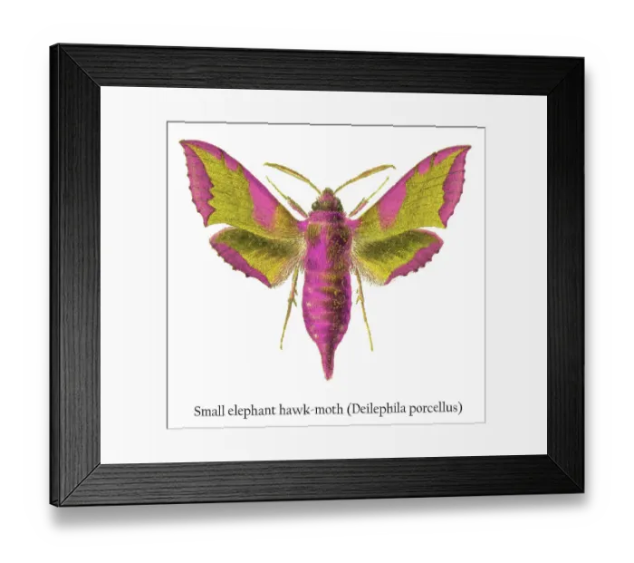 Framed Print : Old chromolithograph illustration of small elephant hawk-moth (Deilephila porcellus) Framed Print : Old chromolithograph illustration of small elephant hawk-moth (Deilephila porcellus)